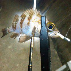 茶メバと黒メバ